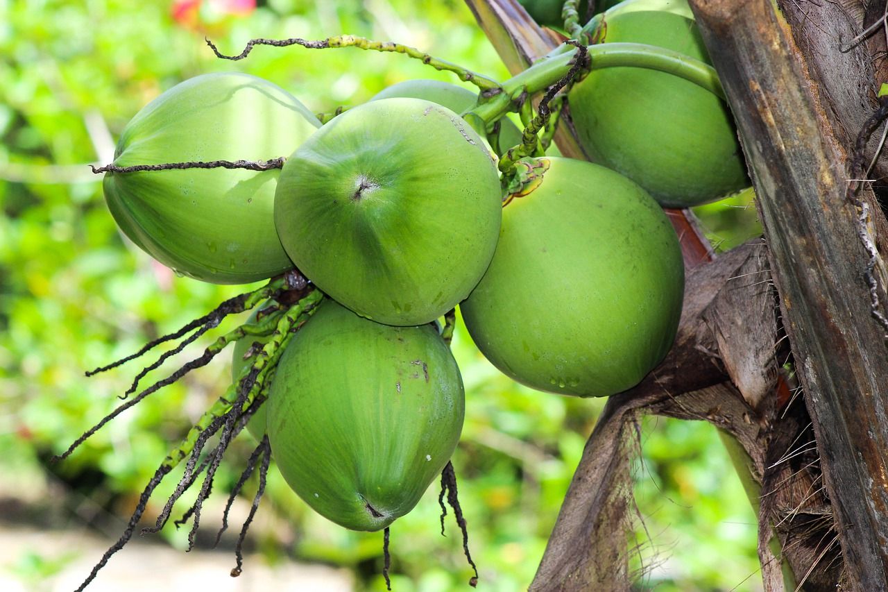 keunggulan buah kelapa muda
