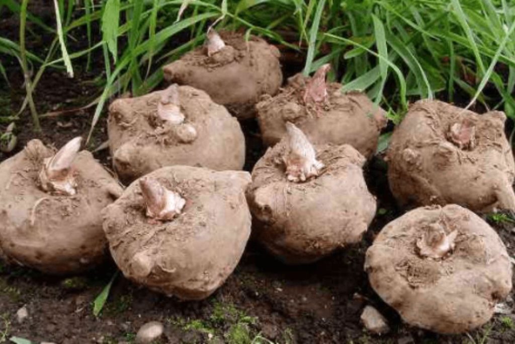 peningkatan produktivitas porang petani